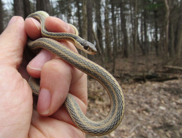 Northern Ribbon Snake